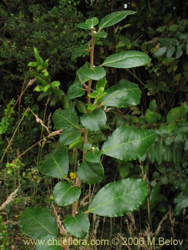 Bild von Azara serrata (Corcolén). Klicken Sie, um den Ausschnitt zu vergrössern.